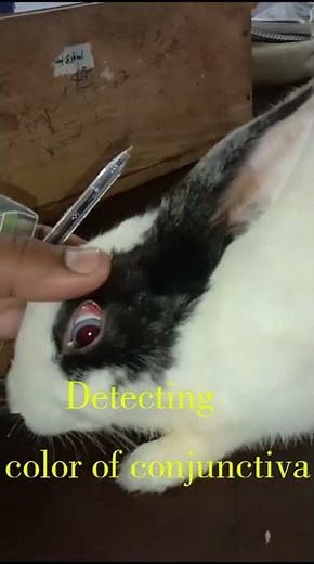 Rabbit eye Experiment | How to check pupil size, corneal reflex, light reflex, color of conjunctiva