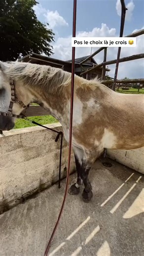Le bonheur des chevaux gris … qui connaît ？ 😂🐴#equestrian #foryou #equestrianmale #chevaltiktok #satisfingvidéos #ASMR | Maryellen Stark