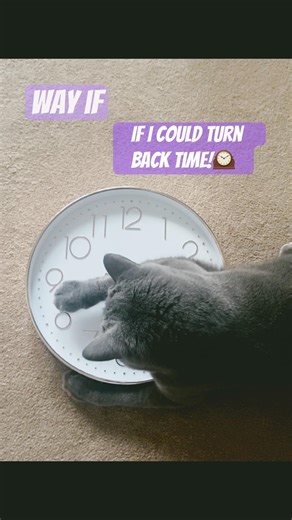 Luna trying to turn back time, cute cat 🐈‍⬛ #turnbacktime #cher#prettycat #cuteanimal #bsh #luna