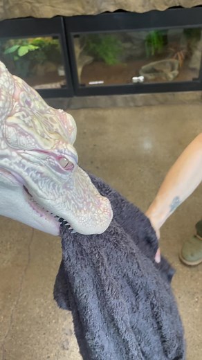 1.5M views · 10K reactions | When your albino alligator decides it wants to play a longggg game of tug-of-war 臘‍♂️ #Animals #reptile #alligator #albino #funnyanimals #cuteanimals #reels | The Reptarium | Facebook