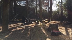 Exmoor beasts Zoysa and Ebony have their own mini movie too! Thank you to all those who’ve already helped and anyone else looking to help here’s the link to our go fund me page🤗 https://www.gofundme.com/f/save-our-zoo | Exmoor Zoo