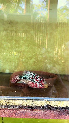 Test Breeding Flowerhorn Fish: Tips and Insights