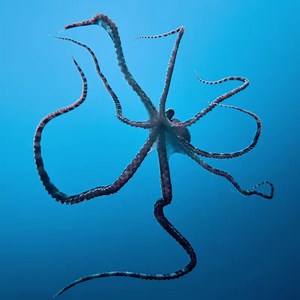 721 reactions · 18 shares | 搭載更強大、更快速的第8代 Intel Core i7 處理器的電腦，在處理海面下所拍攝到的珍貴影像速度更快，而且成果更加栩栩如生。#8thGen #Corei7 | Intel | Facebook