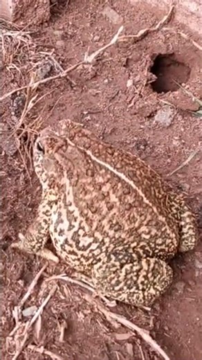 Check out that fat guy #herping #toad #wildlife