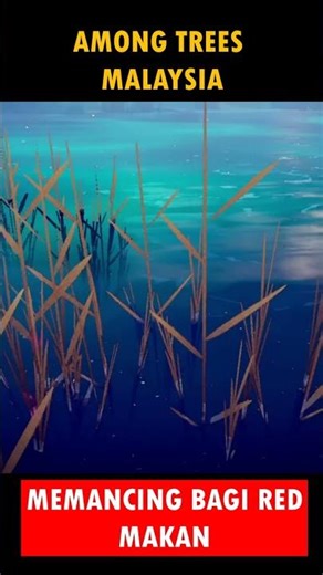 Tangkap Ikan Untuk Red 🦊🎣 | Among Trees #AmongTrees #RedTheFox #Musang #Fishing #Shorts