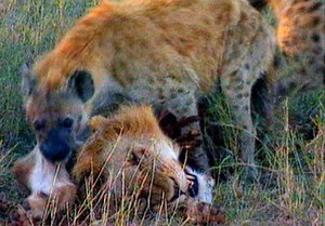 ¡Hienas atacando y matando leones machos! | Pet battles