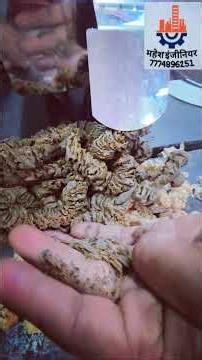 🔥 Hot Press Oil Machine Demo | Hot Oil Extractor for Home & Commercial Use | Live at Our Shop