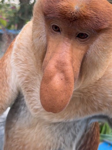 Proboscis Monkey Video Highlights