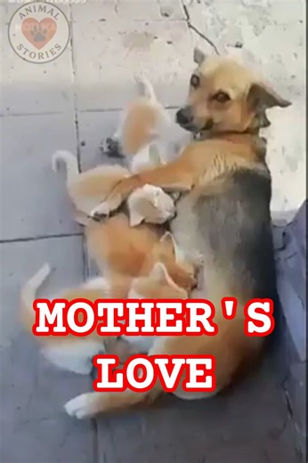 Dog Mother Nurses Abandoned Kittens 🐶🐱❤️
