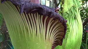World's Stinkiest Flower Blooms at US Botanic Garden