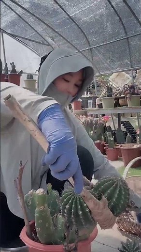 Useful tips for cactus 🌵#plants #gardening #cactus