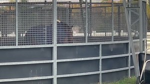 2.2K views · 191 reactions | Check out some cool behind the scenes footage from Millar Brooke Farm!! | Team Millar | Facebook