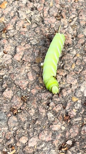 Privet Hawk-moth (Sphinx ligustri) larva. #nature