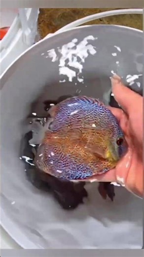 Relaxing Aquarium videos Symphysodon #fish #relaxing #aquarium #Symphysodon