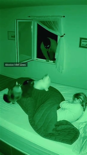 Intruder vs House Cats — You Won’t Believe Who Won 🐱🔥 #CatHeroes #AnimalRescue #BraveCats