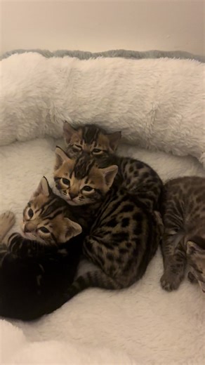 #bengal #kittens #kittentok | Bengal Cat