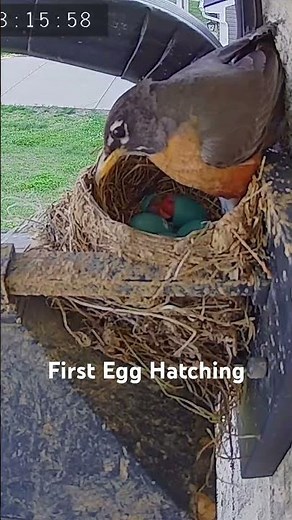 American Robin Egg Hatching