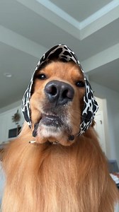 Bibbidi bobbidi babushka ✨ | Tucker Budzyn