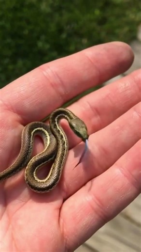 “Tiny Snake to Giant Monster 🐍😱 | Shocking Transformation!”