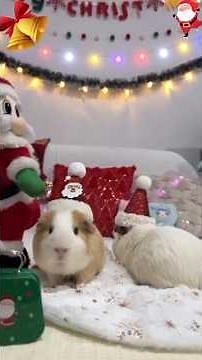 Christmas Pets in Action! 🎄🎅 | Cutest Holiday Animal Moments