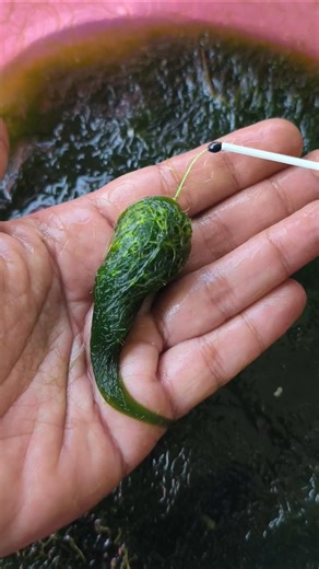 Tips and Tricks for installing Fishing Bait #shorts #fishing #tutorial