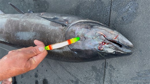 Double diablo getting it done! Another summer chinook hits the deck & boy will he be tasty. These fish travel hundreds of miles, lots of fat content, so even with a little sun tan, he’s still amazing table fare. | Addicted Fishing