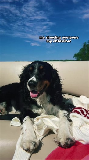 It’s no secret at this point…. #englishspringerspaniel #dogsoftiktok #ess #lake #boat