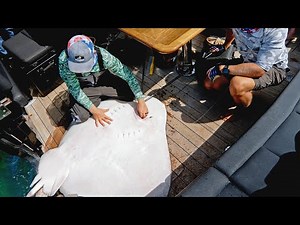 HUGE 200lb Roughtail Stingray | Catch N Cook