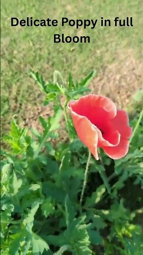 Red Poppy Flowers in full Bloom #nature #trending #trendingshorts #viral #flowers