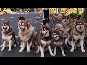 How She Managed 13 Giant Malamutes and Became Pack Leader