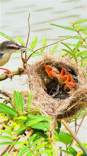 A Mother Bird Feeding Her Chicks in the Nest 28#birds