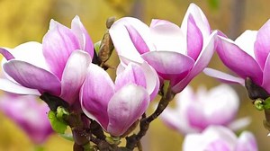 Close up of beautiful flowers of pink magnolia
