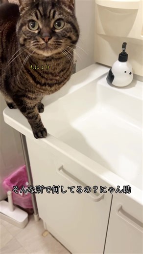 猫は人の言葉がわかります#にゃん助さん #ニャラーム #猫のいる暮らし