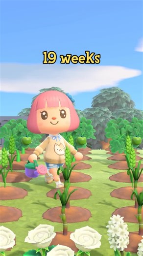 Tiger 🌷 Animal Crossing + Cozy Gaming on Instagram: "19 weeks on my island with NO CHEATS! 🚫 . . . #acnh #animalcrossing #gaming #animalcrossingnewhorizons #acnhcommunity #gaming"