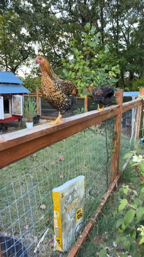 I can just hear them sassing me! #goldlacedwyandotte | Rad Chick Life