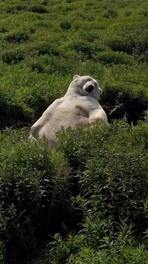 #happysunday | Mordecai 4