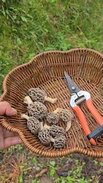 You know why are "guchi mushrooms" so expensive? 😮🏔 //Day 333 //Life with me phadan //#pahadi #hp