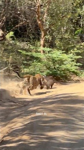 Leopard hunts Mongoose? 😱🤯 Catch of the day! Unbelievable speed! Leopard attack #shorts #wildlife