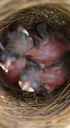 Mama bird's bravery! 🐦 See this fearless finch defend its chicks! #Wildlife #Nature #AI