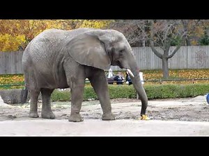 African Bush Elephant