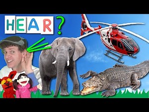 What Do You Hear? Song #3 | Learn With Matt Helicopter and More | Learning Vehicle and Animal Sounds