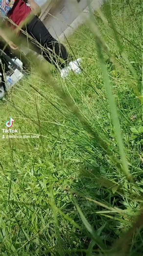 sovely solta limbu (@sovely.solta.limb)’s videos with original sound - sovely solta limbu