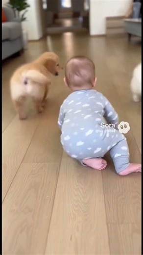 赤ちゃんのハイハイを護衛する犬2匹 🐶👶 Two Puppies Escort a Crawling Baby 🐶👶
