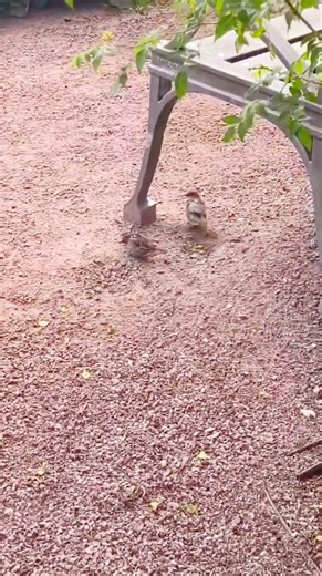 Baby Birds #foryou #ytshorts #shorts #nature #naturelovers #birds