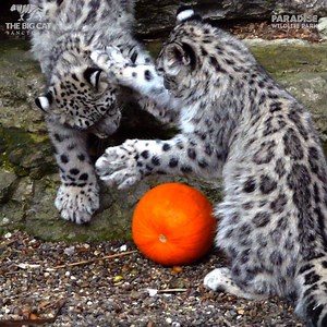 🎃 The Big Cat Sanctuary & Paradise Wildlife Park treated our amazing cats to some pumpkin enrichment, look how much they enjoyed it! Go and follow our sister site ➡️ Paradise Wildlife Park | The Big Cat Sanctuary