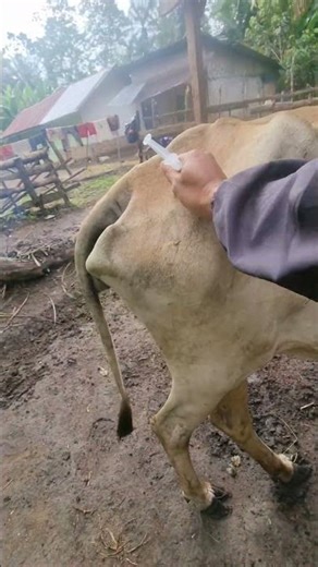 Penyuntikan antibiotik pada sapi kurus #sapi #animals #shorts