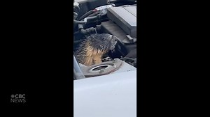 B.C. woman's car gets a cute-injected engine thanks to this marmot under the hood