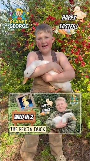 Do you love Ducks?! Check out my new episode! Happy Easter! #easter #ducks #duckling #animalfacts