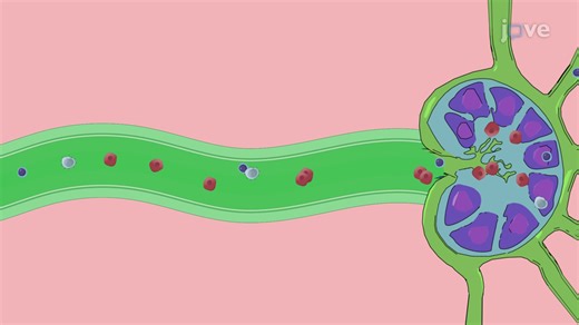 Modeling Metastatic Endometrial Cancer Model: A Technique to Generate Endometrial Cancer with Lymph Node Metastasis in Rabbit Models