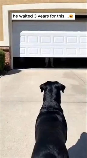 The Dog Waited 3 Years for This Moment… Their Reunion Will Break You 🐶💔